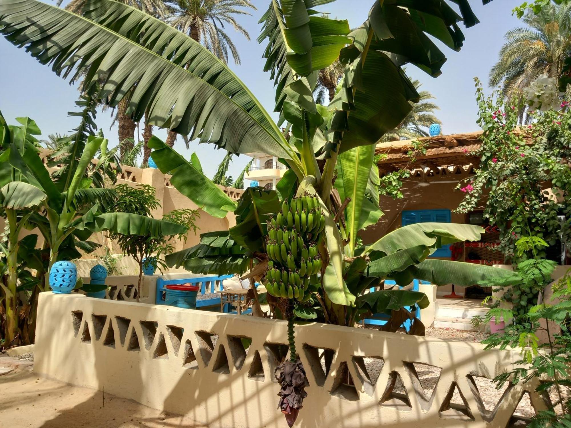לוקסור Villa Rebecca Professor'S Paradise מראה חיצוני תמונה